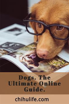 a dog wearing glasses reading a book with the caption dogs the ultimate online guide