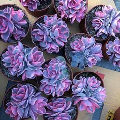 many purple flowers are in small pots on the ground