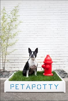 a black and white dog sitting in front of a red fire hydrant on grass