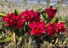 some red flowers are growing in the ground