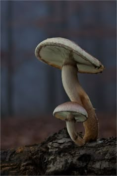 two mushrooms sitting on top of a tree stump