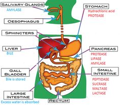 Trypsin, amylase, and lipase are digestive enzymes secreted by the panc - Google Search Blocked Sinuses, Human Digestive System, Body Cleanse Diet, Natural Cleanse, Body Toxins, Cleanse Your Liver, Cleanse Diet, Detox Tips, Food Combining