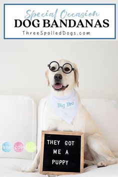 a dog wearing glasses sitting on a couch with a sign that says they got me a puppy