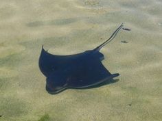 a manta ray swimming in shallow water