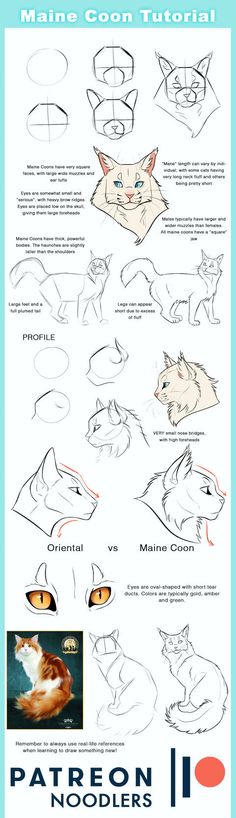 how to draw cartoon cats step by step