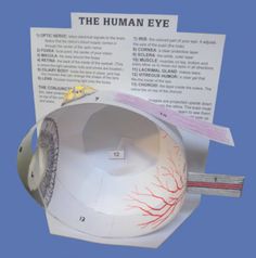 the human eye is on display with instructions