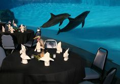 two dolphins are swimming in an aquarium with tables and chairs set up to look like they're jumping out of the water