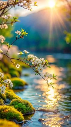 the sun shines brightly through the trees and flowers on the water's edge