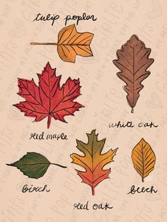 the different types of leaves are shown in this drawing technique, which is easy to draw and