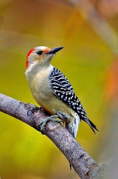 a small bird perched on top of a tree branch