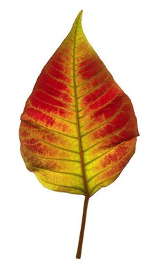 a red and yellow leaf on a white background