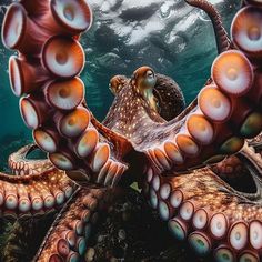 an octopus in the water with its head on top of another octopus