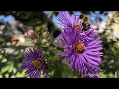 two bees on purple flowers with green leaves