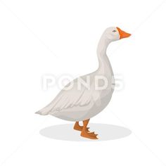 a white goose with orange feet on a white background