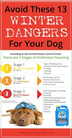 a poster with information about winter dangers for your dog