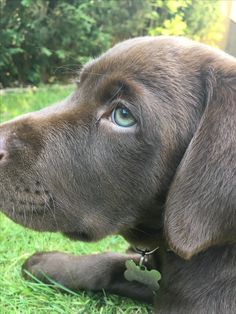 a close up of a dog laying in the grass with its paw on his chin