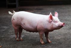 a small pig standing on top of a cement ground