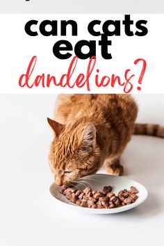 an orange tabby cat eating from a white plate with the words can cats eat dandelions?