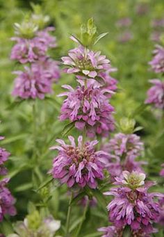 purple flowers are blooming in the field