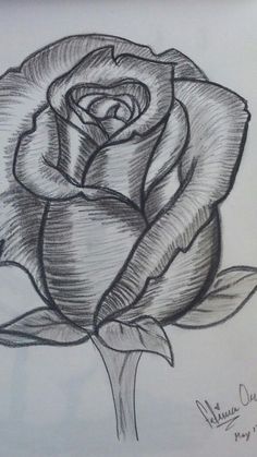 a pencil drawing of a rose on paper