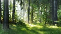 the sun is shining through the trees in the forest with green grass on the ground