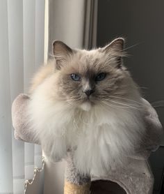 a fluffy cat sitting on top of a scratching post next to a window sill