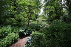 a dirt path in the middle of a forest with lots of green plants and trees