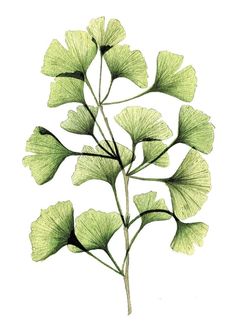 Illustration Botanique, Ginkgo Biloba, Floral Poster, Botanical Watercolor, Tropical Art, Botanical Drawings, Plant Illustration