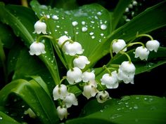 lily of the valley flowers with drops of water on them