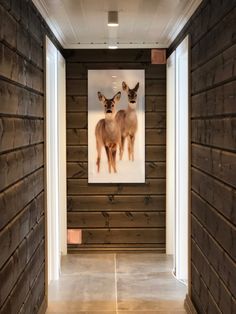 two deers are hanging on the wooden wall