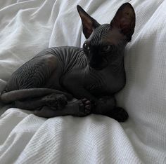 a hairless cat laying on top of a bed