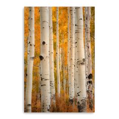 a grove of white and yellow aspen trees in autumn with leaves turning to the ground