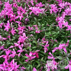 purple flowers are blooming in the garden