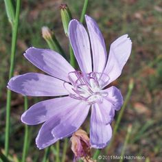 a purple flower is blooming in the grass