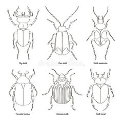 four different types of bugs in black and white royalty illustration stock images for coloring on paper,