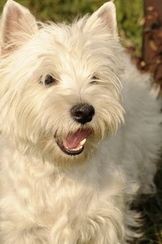 a small white dog sitting in the grass