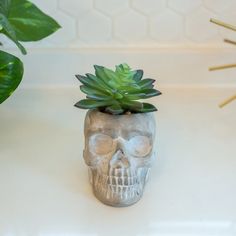 a skull planter with a succulent in it