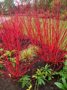 some red plants are growing in the dirt