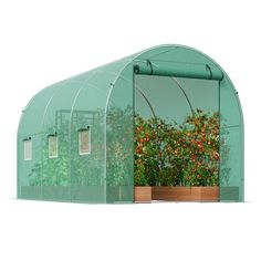 an image of a greenhouse with tomatoes growing in it