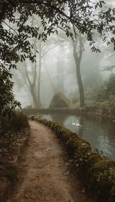 a path in the woods leading to a body of water on a foggy day