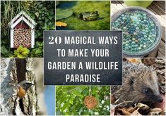 several different pictures with the words 20 magic ways to make your garden a wildlife paradise