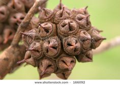 close up view of seed pods on a tree branch