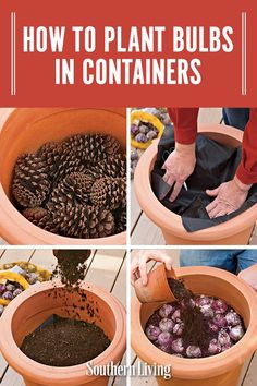 how to plant bulbs in containers