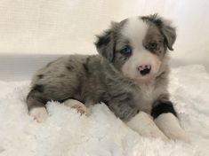 a gray and white puppy is laying down