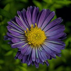 a purple flower with yellow center surrounded by green leaves