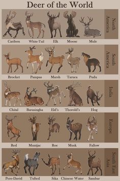 the deer of the world is shown in this chart, with different types and colors