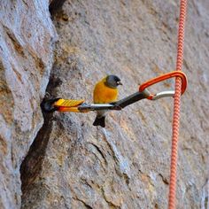 a small bird perched on top of a rock next to a red rope with an orange hook