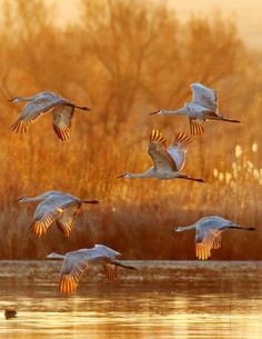 a flock of birds flying over a lake next to tall brown grass and dry trees