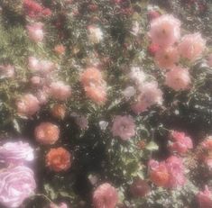 some pink and red flowers in the grass