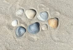 five seashells are arranged in the sand